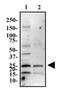 PYD And CARD Domain Containing antibody, NBP1-78977, Novus Biologicals, Western Blot image 