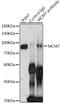 Minichromosome Maintenance Complex Component 7 antibody, GTX54354, GeneTex, Immunoprecipitation image 