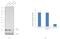 ADP Ribosylation Factor 1 antibody, PA5-22271, Invitrogen Antibodies, Western Blot image 