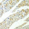 Serpin Family H Member 1 antibody, 15-009, ProSci, Immunohistochemistry frozen image 