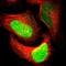 Apurinic/Apyrimidinic Endodeoxyribonuclease 1 antibody, NBP2-76495, Novus Biologicals, Immunofluorescence image 