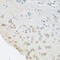 Pumilio RNA Binding Family Member 1 antibody, 22-010, ProSci, Immunohistochemistry frozen image 