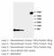 Transforming Growth Factor Alpha antibody, LS-C172233, Lifespan Biosciences, Western Blot image 