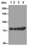 Heat Shock Protein Family A (Hsp70) Member 5 antibody, ab108613, Abcam, Western Blot image 