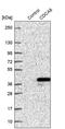 Cell Division Cycle Associated 8 antibody, PA5-55771, Invitrogen Antibodies, Western Blot image 