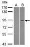 Tripartite Motif Containing 2 antibody, GTX108027, GeneTex, Western Blot image 