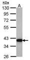 Aldo-Keto Reductase Family 1 Member C4 antibody, PA5-21501, Invitrogen Antibodies, Western Blot image 