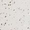 TAO Kinase 2 antibody, NBP1-81465, Novus Biologicals, Immunohistochemistry paraffin image 