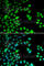 Ribosomal Protein S6 Kinase A3 antibody, A5436, ABclonal Technology, Immunofluorescence image 