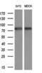 Transcription factor SOX-5 antibody, M02950, Boster Biological Technology, Western Blot image 