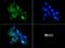 CD11b antibody, NB110-40766, Novus Biologicals, Immunofluorescence image 