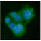Glycine N-Methyltransferase antibody, GTX57629, GeneTex, Immunofluorescence image 