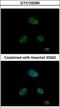 Serine/Threonine Kinase 17a antibody, GTX102394, GeneTex, Immunocytochemistry image 