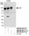 Ubiquitin Specific Peptidase 1 antibody, NB100-88117, Novus Biologicals, Immunoprecipitation image 
