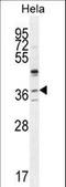 Selenoprotein V antibody, LS-C168949, Lifespan Biosciences, Western Blot image 