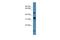 Neuropeptide FF Receptor 2 antibody, A08389, Boster Biological Technology, Western Blot image 