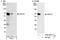UTP3 Small Subunit Processome Component antibody, A302-067A, Bethyl Labs, Immunoprecipitation image 