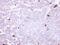 Amine Oxidase Copper Containing 3 antibody, NBP1-31935, Novus Biologicals, Immunohistochemistry paraffin image 