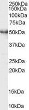 Serine/Threonine Kinase 26 antibody, GTX89947, GeneTex, Western Blot image 