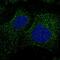 F-Box And WD Repeat Domain Containing 9 antibody, PA5-59862, Invitrogen Antibodies, Immunofluorescence image 