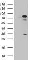 Rac GTPase-activating protein 1 antibody, LS-C792870, Lifespan Biosciences, Western Blot image 