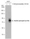 Paxillin antibody, MA5-27775, Invitrogen Antibodies, Western Blot image 