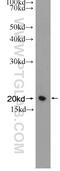 TAGLN2 antibody, 15508-1-AP, Proteintech Group, Western Blot image 