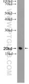 Transgelin 2 antibody, 15508-1-AP, Proteintech Group, Western Blot image 