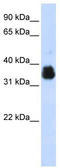 Aminoacyl TRNA Synthetase Complex Interacting Multifunctional Protein 1 antibody, TA345897, Origene, Western Blot image 