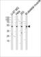 Seryl-TRNA Synthetase 2, Mitochondrial antibody, LS-C162872, Lifespan Biosciences, Western Blot image 