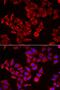 Serglycin antibody, PA5-77074, Invitrogen Antibodies, Immunofluorescence image 