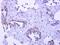 Pygopus Family PHD Finger 2 antibody, PA5-34878, Invitrogen Antibodies, Immunohistochemistry frozen image 