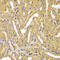 Ubiquitin Conjugating Enzyme E2 Z antibody, 22-796, ProSci, Immunohistochemistry frozen image 