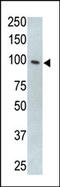 Toll Like Receptor 5 antibody, GTX00780, GeneTex, Western Blot image 