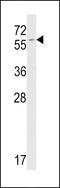 FKBP Prolyl Isomerase 1B antibody, LS-C100580, Lifespan Biosciences, Western Blot image 