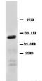 Basigin (Ok Blood Group) antibody, LS-C312690, Lifespan Biosciences, Western Blot image 
