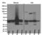 HtrA Serine Peptidase 2 antibody, M01941, Boster Biological Technology, Western Blot image 