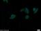 WD Repeat Domain 92 antibody, 25540-1-AP, Proteintech Group, Immunofluorescence image 