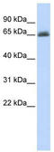 UDP Glucuronosyltransferase Family 2 Member B15 antibody, TA346272, Origene, Western Blot image 