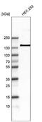 Integrin Subunit Alpha 8 antibody, NBP2-76482, Novus Biologicals, Western Blot image 