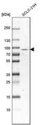 Sodium Channel And Clathrin Linker 1 antibody, PA5-57717, Invitrogen Antibodies, Western Blot image 