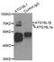 Autophagy Related 16 Like 1 antibody, LS-C331745, Lifespan Biosciences, Immunoprecipitation image 