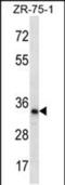 TLC Domain Containing 2 antibody, PA5-48360, Invitrogen Antibodies, Western Blot image 