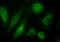 Teneurin Transmembrane Protein 3 antibody, orb19992, Biorbyt, Immunofluorescence image 