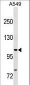 Gem Nuclear Organelle Associated Protein 4 antibody, LS-C157771, Lifespan Biosciences, Western Blot image 