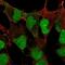 Developmental Pluripotency Associated 4 antibody, NBP2-48633, Novus Biologicals, Immunofluorescence image 