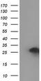 Zinc Finger AN1-Type Containing 2B antibody, TA502346S, Origene, Western Blot image 