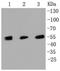 Mixed Lineage Kinase Domain Like Pseudokinase antibody, NBP2-67299, Novus Biologicals, Western Blot image 