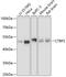 C-Terminal Binding Protein 2 antibody, GTX66034, GeneTex, Western Blot image 