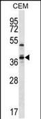 WD Repeat Domain 25 antibody, PA5-48561, Invitrogen Antibodies, Western Blot image 